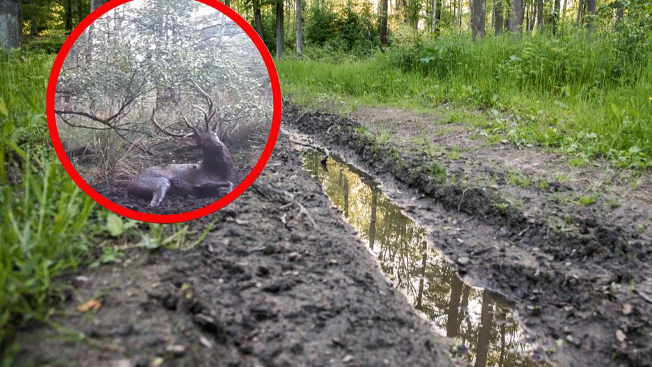 Jeleń został przyłapany podczas kąpieli 