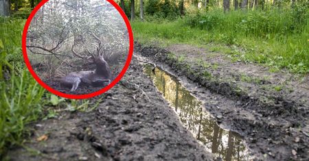 Leśnicy pokazali ciekawe nagranie. "Leśne spa"