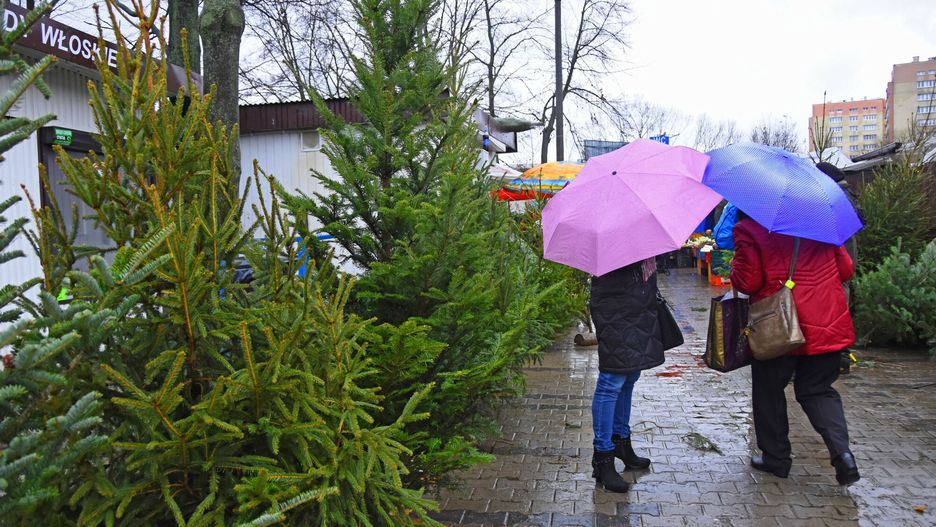 Sprzeda? choinek
23.12.2019 Krakow Sprzedaz choinek na placu targowym w Bienczycach   fot. Jacek Boron/REPORTER
Jacek Boron/REPORTER
