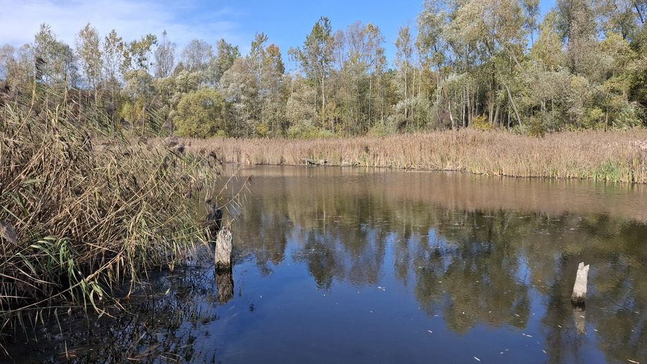Las Zagórski w jesiennej oprawie