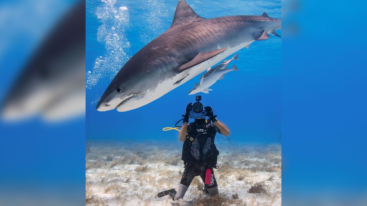 Mike Coot stracił nogę w starciu z rekinem. To sprawiło, że jeszcze bardziej pokochał te zwierzęta.
