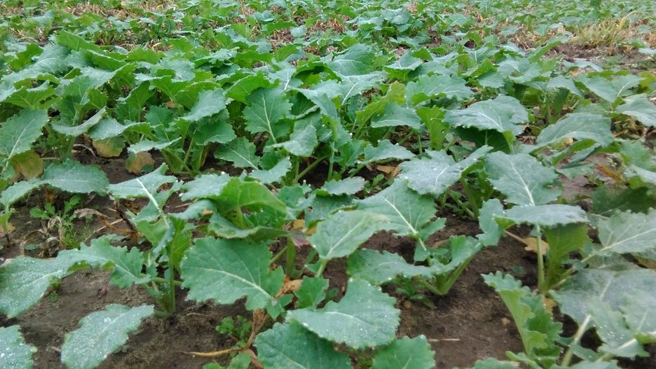 Trudna sytuacja na części plantacji rzepaku.