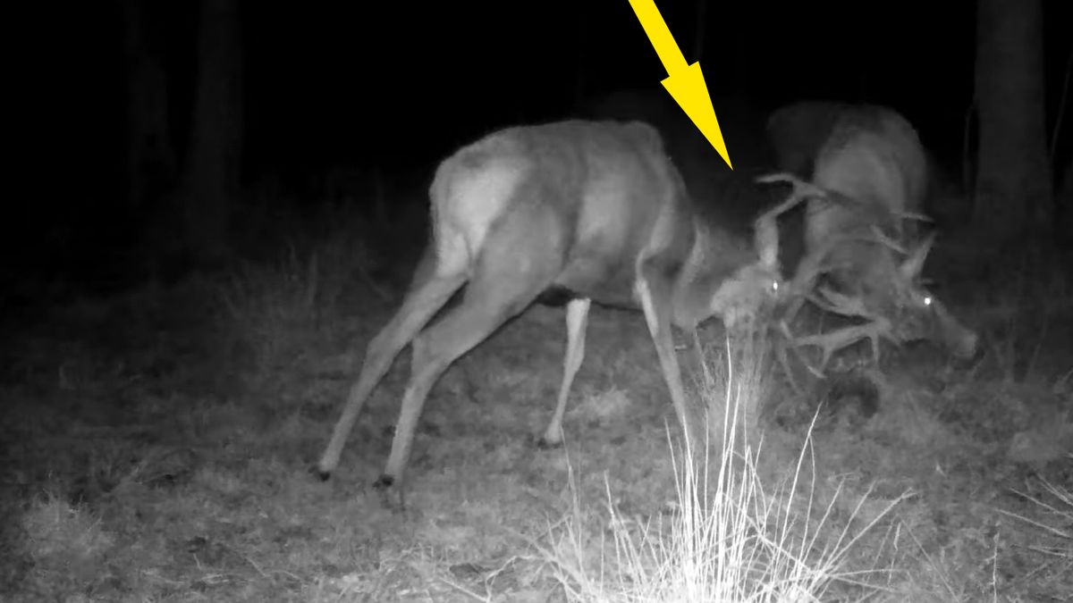 Jelenie zostały przyłapane podczas swojego niesamowitego rytuału 