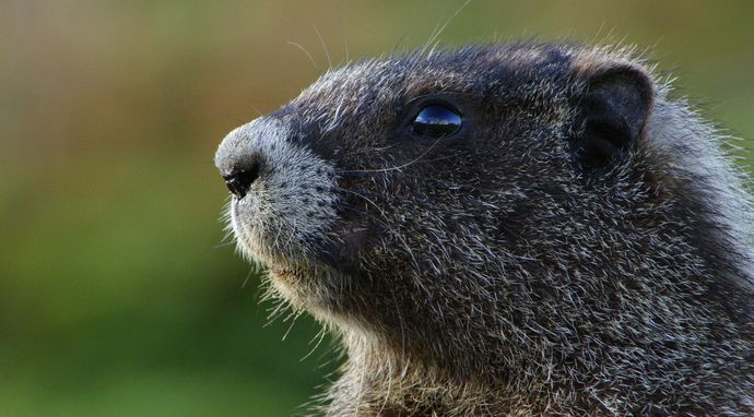 Olśniewająca Ameryka