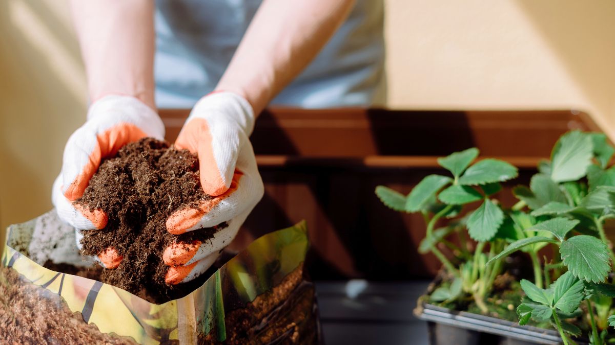 Tylko taką ziemię lubią kwiaty 