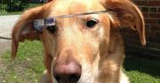WTF dnia: Google Glass z perspektywy psa [wideo]