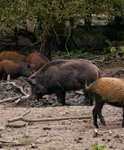 Stado 40 dzików terroryzuje mieszkańców. Strach we włoskim miasteczku