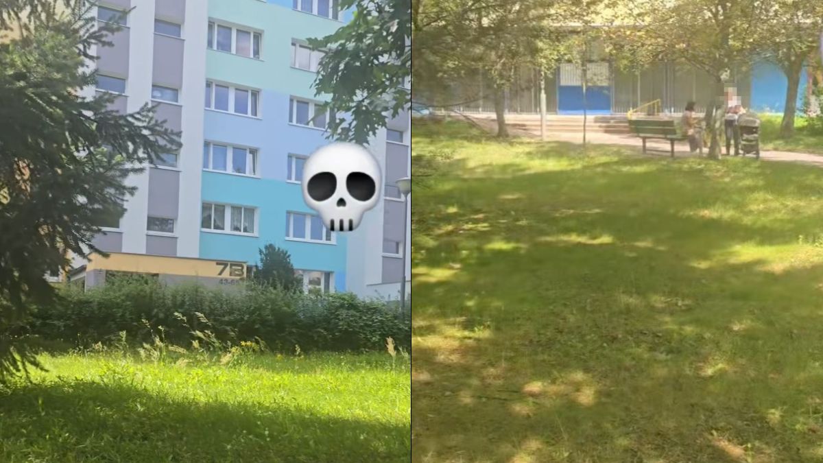 Trujące grzyby na osiedlu w Poznaniu. Ostrzegają mieszkańców