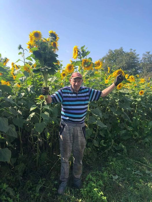 Bierutów. Pan Wojtek postanawia skorzystać z siły internetu. Reklamuje swoje słoneczniki (Facebook)