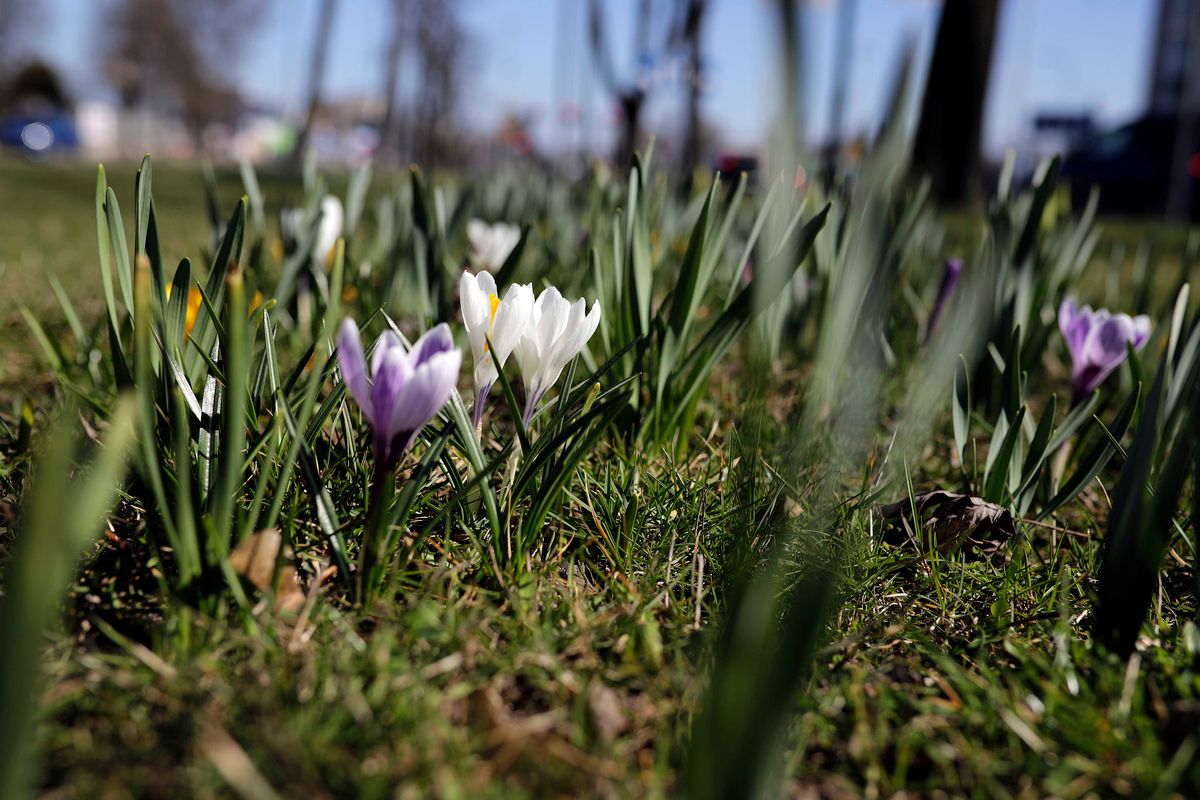 Pogoda na najbliższy tydzień. Nadchodzą zimni ogrodnicy i zimna Zośka