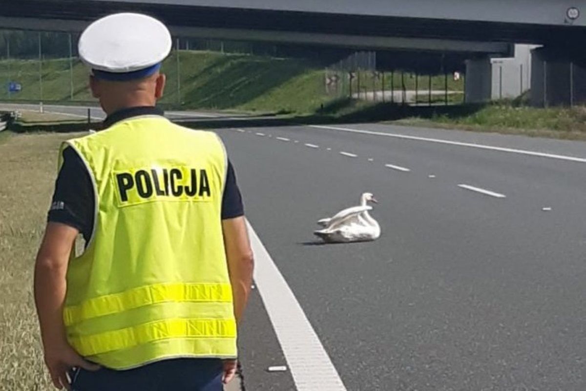 Nietypowa interwencja na autostradzie. Łabędź nie mógł się ruszyć z prawego pasa