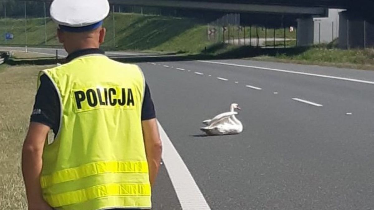 Łabędź usiadł na środku autostrady i nie spieszył się z odejściem 