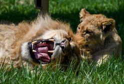 Wrocław. Ryk lwa przywita na przystanku obok ZOO. Nietypowy pomysł miasta