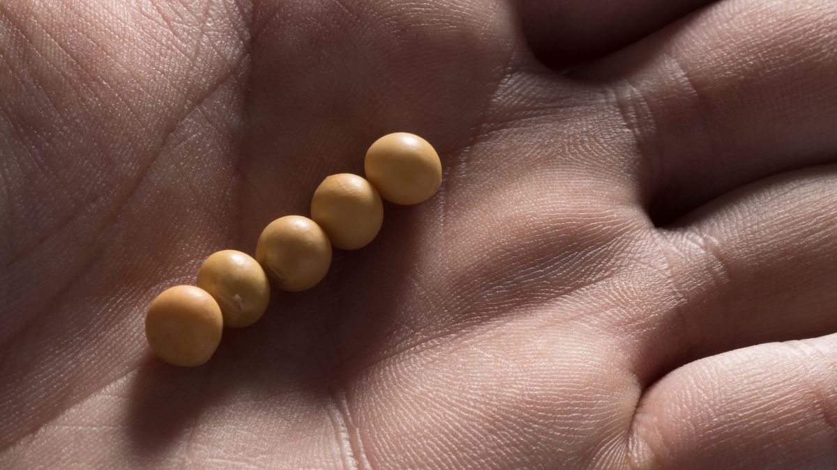 Soja to dobre źródło białka