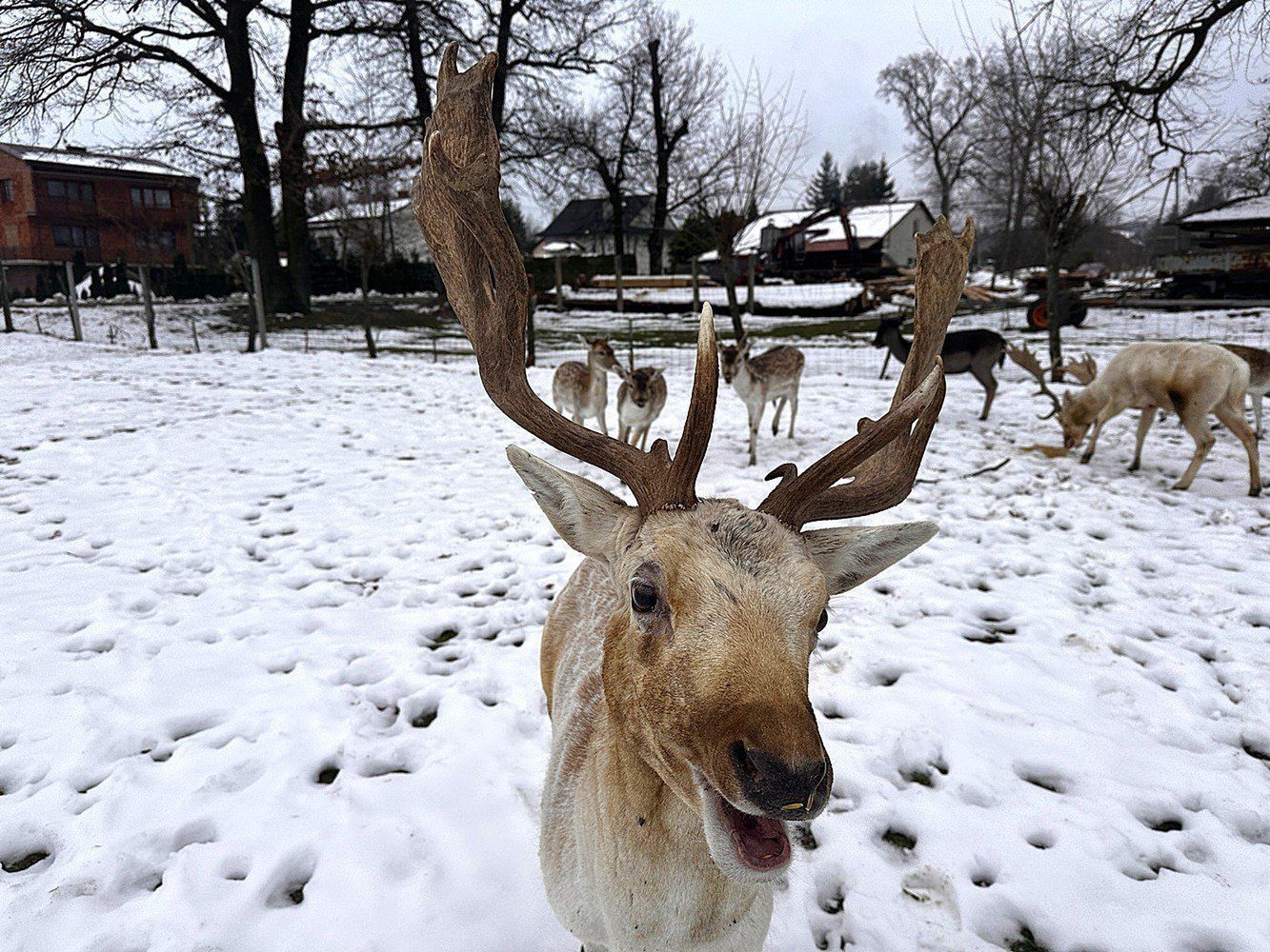 Jerzy Ptaszek i jego daniele