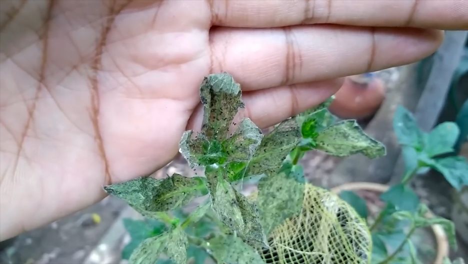 Jak pozbyć się przędziorków? Są szkodliwe dla twoich roślin