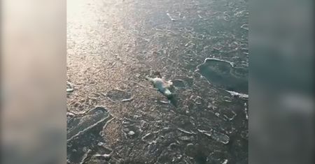 Niedźwiedzie polują na renifery. Normalne zachowanie czy efekt ocieplania klimatu?