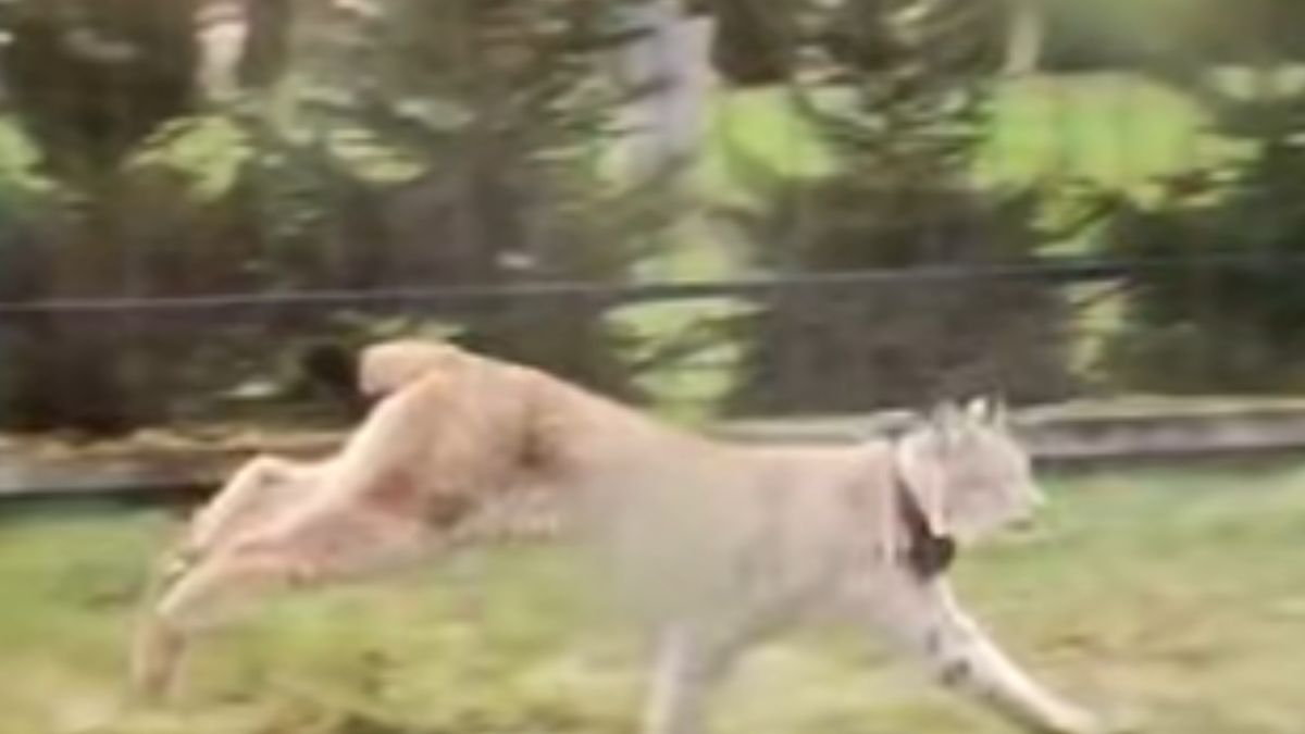 W środku dnia podeszły pod domy. Niezwykłe nagranie 