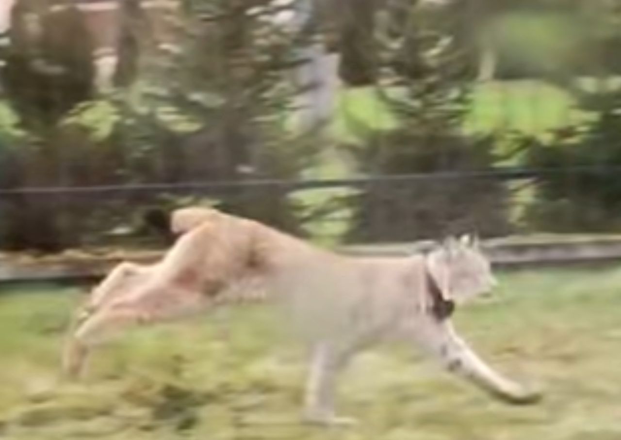 W środku dnia podeszły pod domy. Niezwykłe nagranie