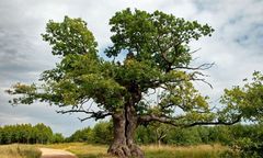 Polski dąb zostanie "Europejskim Drzewem Roku 2021"? Trwa głosowanie