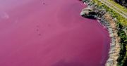 Tajemnicza, różowa woda na lagunie. Podejrzane zjawisko w Argentynie