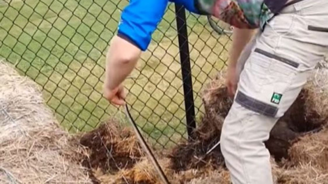 Wąż ukrywał się na terenie szkoły 