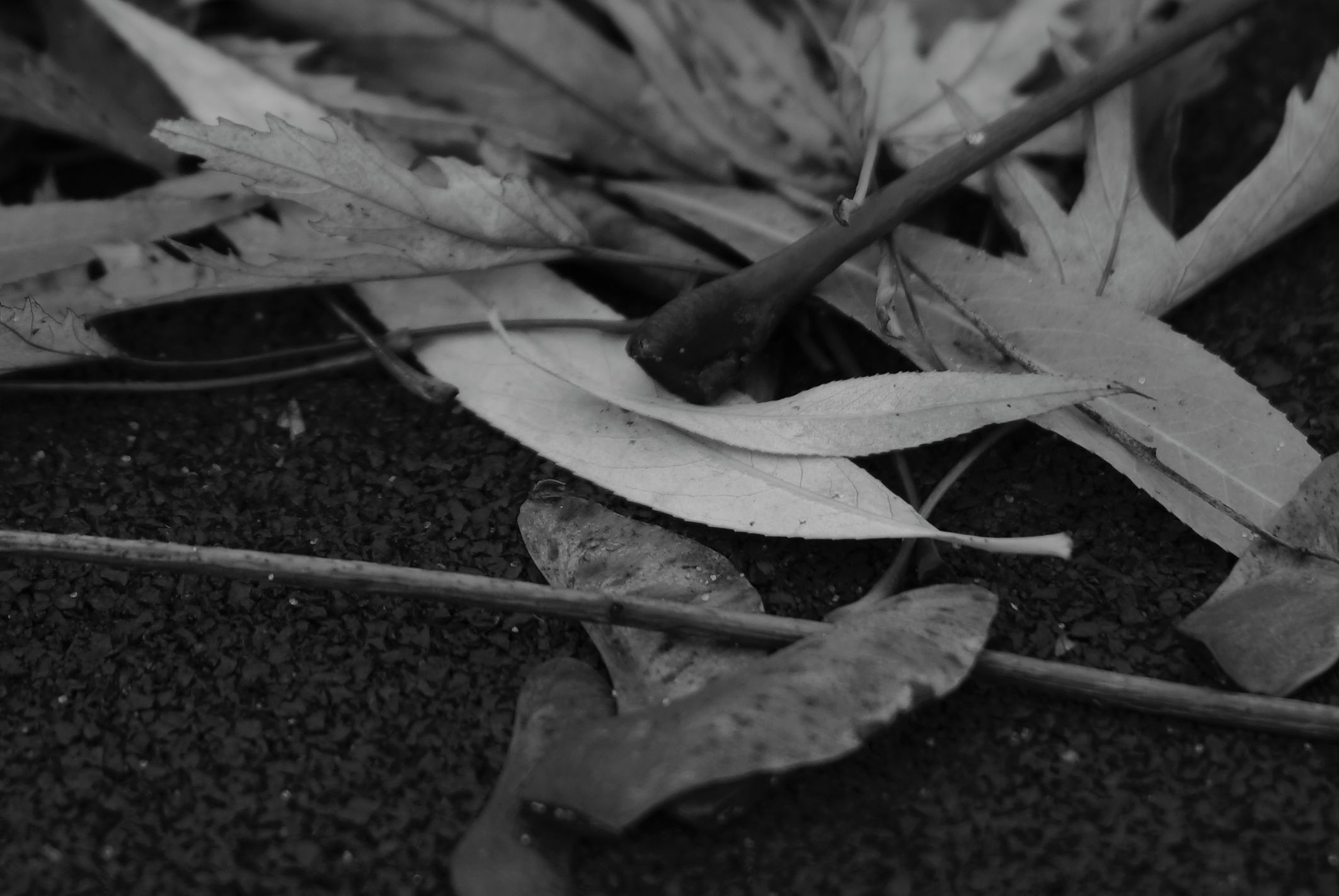 Niewielki może bardzo dużo! Voigtländer Nokton 50 mm f/1,5 27