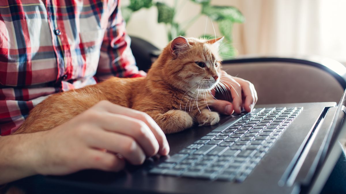 Red cat sits on the hands of a freelancer near the laptop
Red cat sits on the hands of a freelancer near the laptop.
Nedopekin Yuriy
cat, red, background, business, computer, design, person, house, internet, office, technology, animal, home, pet, work, laptop, workplace, young, casual, communication, desk, female, hands, lifestyle, modern, online, sit, using, notebook, freelance, beautiful, designer, domestic, education, fluffy, freelancer, job, looking, pc, portrait, professional, project, startup, student, man, businessman, comfort, care