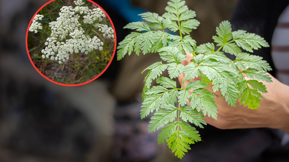 Blekot pospolity jest rośliną trującą