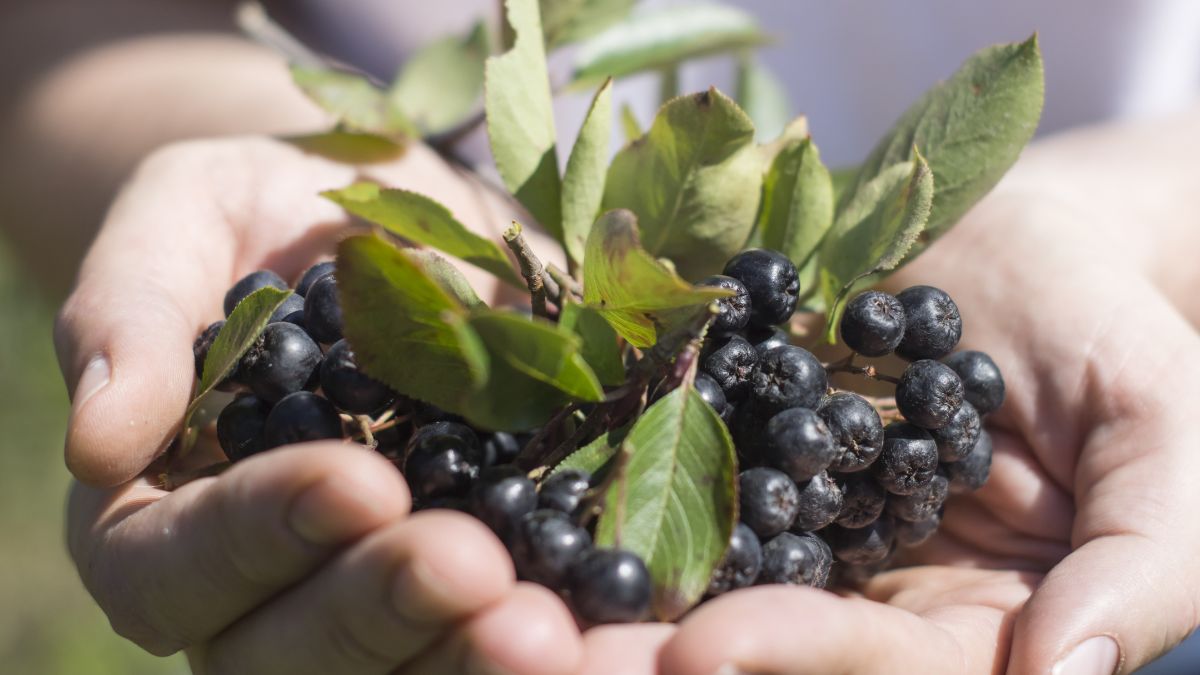Aronia nie musi być cierpka. Zastosuj jeden trik