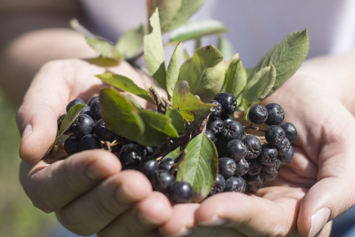 Aronia nie musi być cierpka. Zastosuj jeden trik