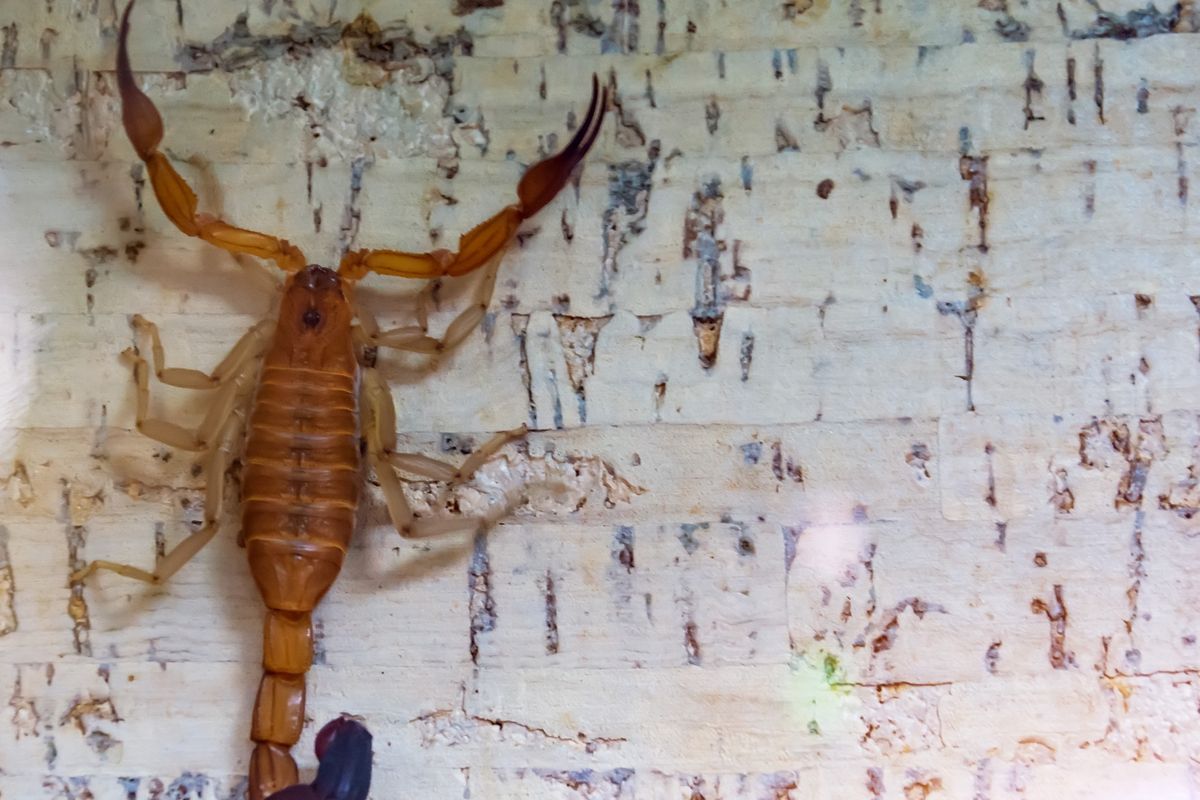 Skorpiony wchodząc do fabryk i magazynów w Hurghadzie