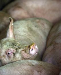 KE: bez porozumienia z Rosją ws. embarga na wieprzowinę z UE