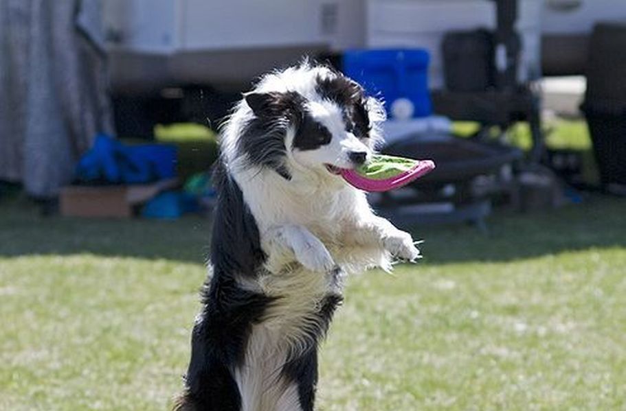 Latające psy w Powsinie! Mistrzostwa DogFrisbee