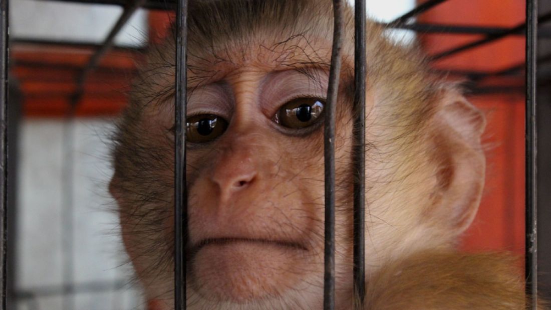 Zapadł wyrok w sprawie Mariusza S., właściciela kilku sklepów zoologicznych