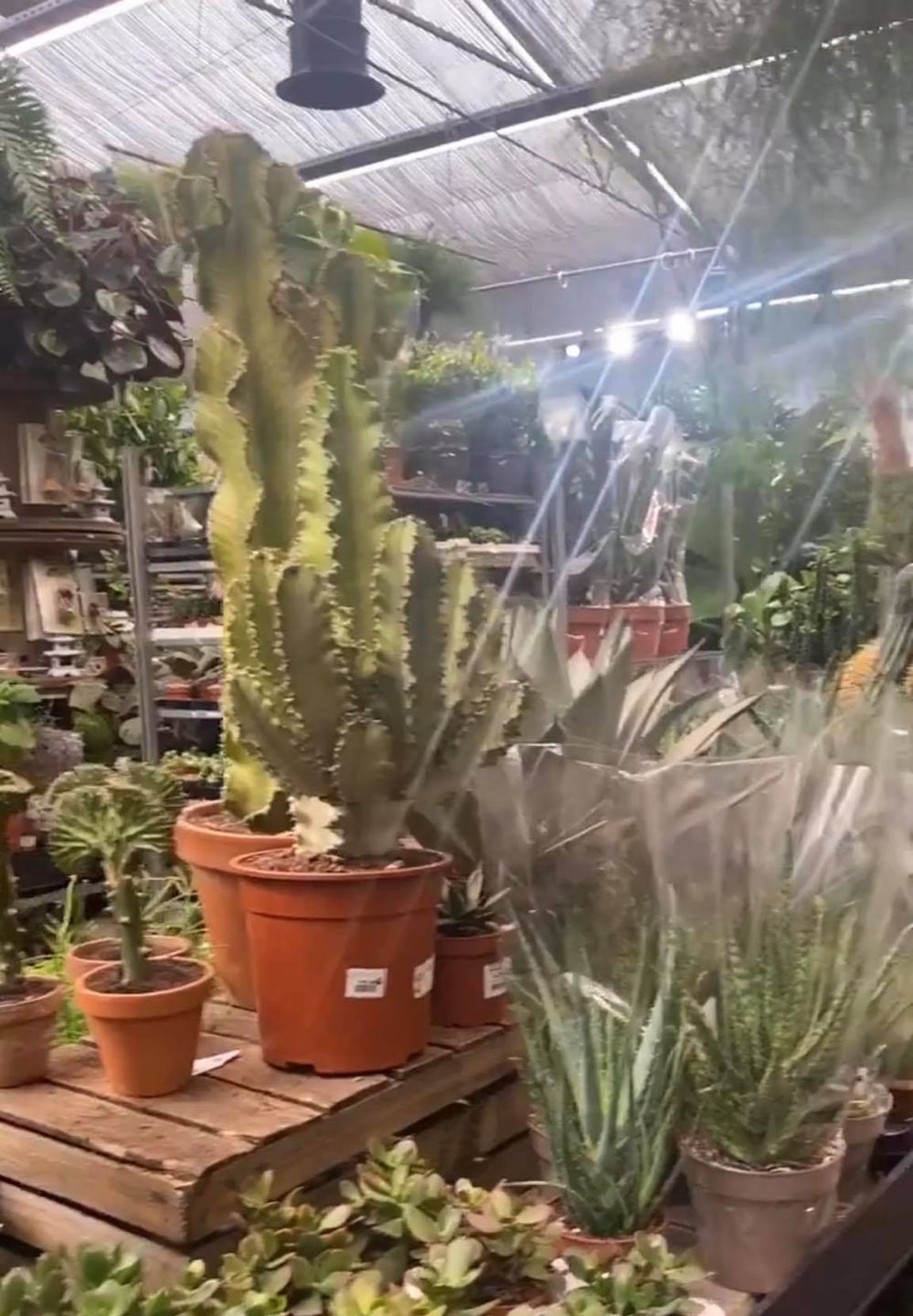 Zakupy w sklepie botanicznym
