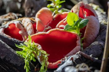 Właśnie pojawiły się w lesie. Tylko doświadczeni grzybiarze je zbierają, bo wiedzą, jak są pyszne