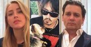 Johnny Depp i Amber Heard przepraszają za przemycenie psów do Australii!