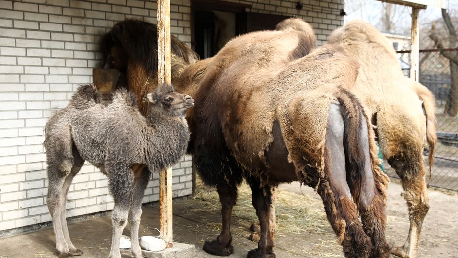 Mały wielbłąd w warszawskim zoo