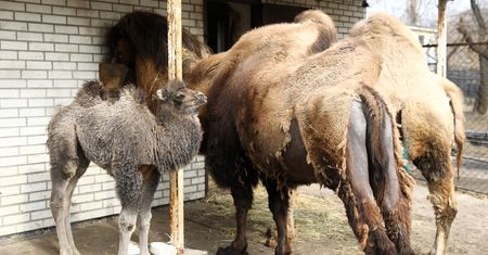 Mały wielbłąd w warszawskim zoo