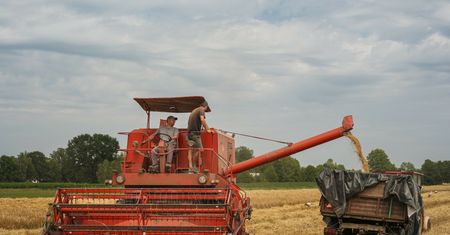 Rolnicy ostrzegają przed "mokrymi żniwami"