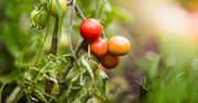Krzaki będą uginać się od pomidorów. Genialny trik naszych babć