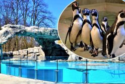 Chorzów. Pochodzą z Peru i Chile, jest im już zimno. Zobaczymy je dopiero po zimowej przerwie