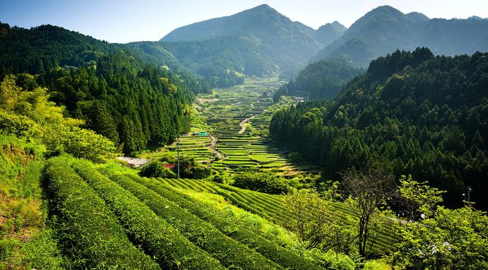 Dzika Japonia