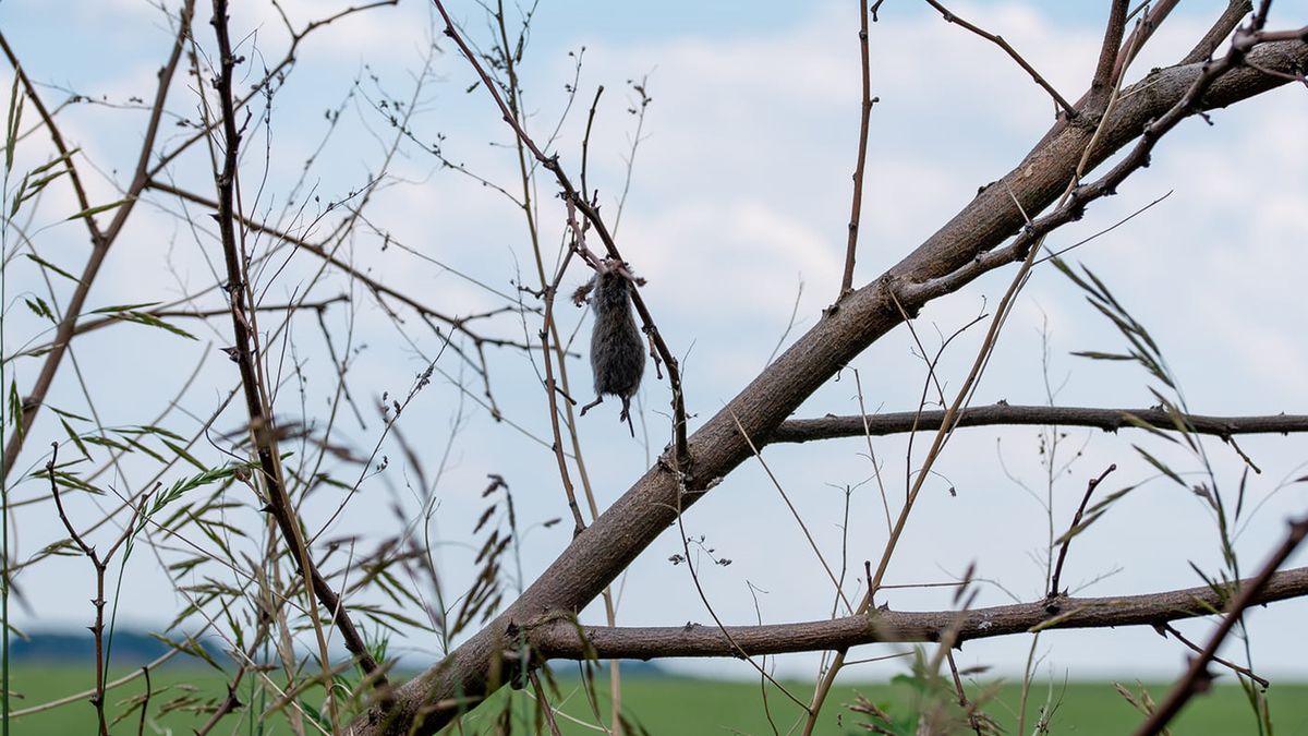 Upolowany nadmiar pokarmu ptaki przechowują w formie zapasów
