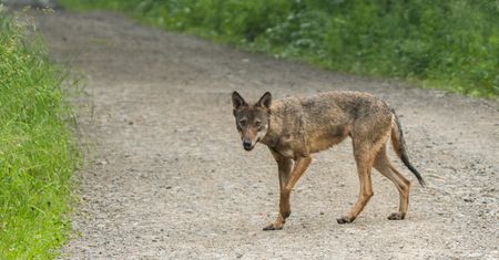 Atak wilków. Burmistrz apeluje do mieszkańców