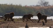 Nierówna walka lwów. Nagranie z Parku Narodowego Krugera