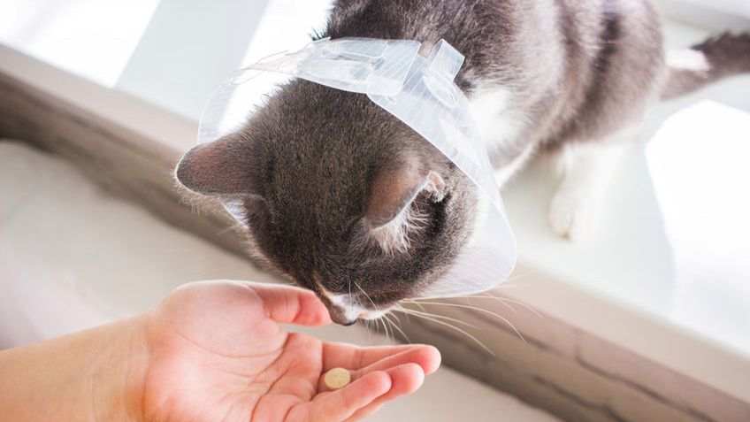 Świerzb u kota może wymagać antybiotykoterapii