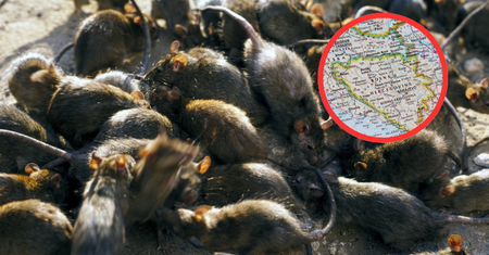 Szczurza gorączka w Sarajewie. Epidemia leptospirozy