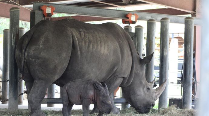 Sekrety zoo: Tampa